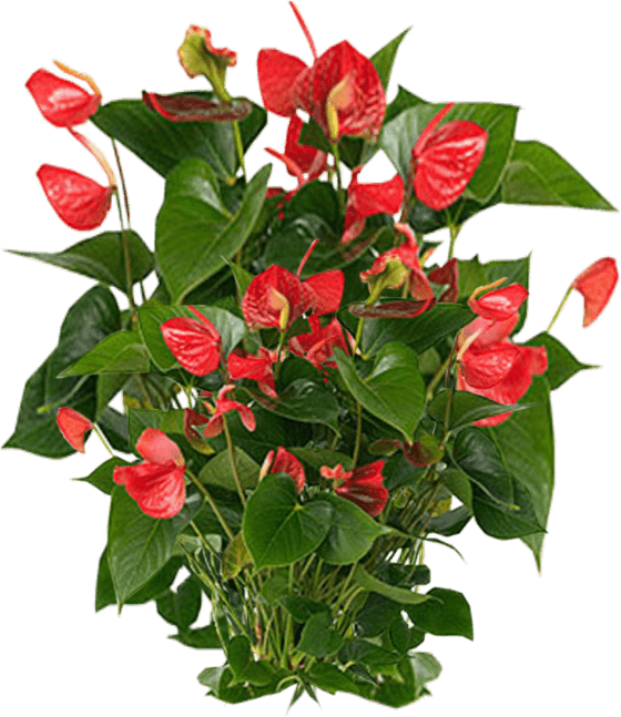 Plants PNG