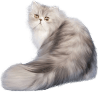 Persian Cat PNG