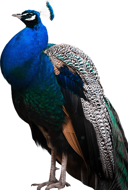 African Bird PNG
