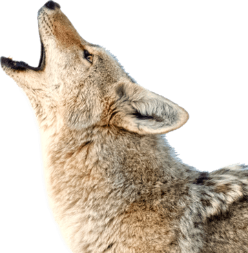 Jackal PNG