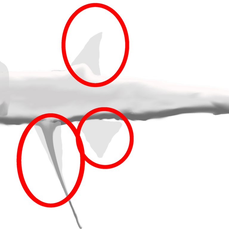 Tripod Fish PNG
