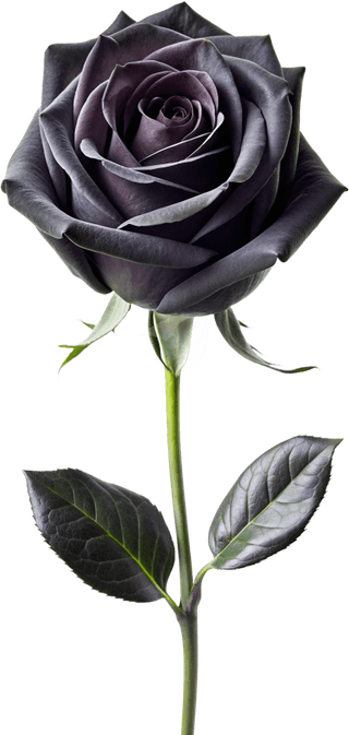 Black And White Rose PNG