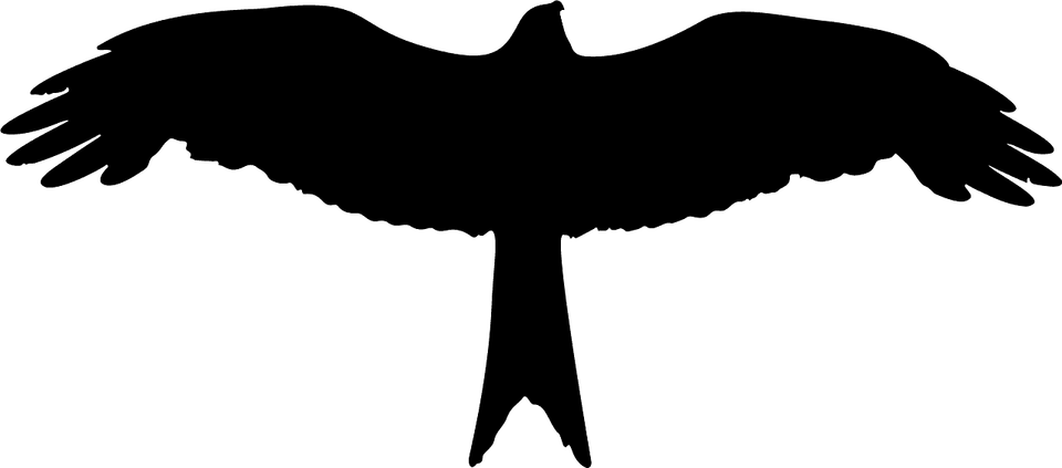 Bird Top View PNG
