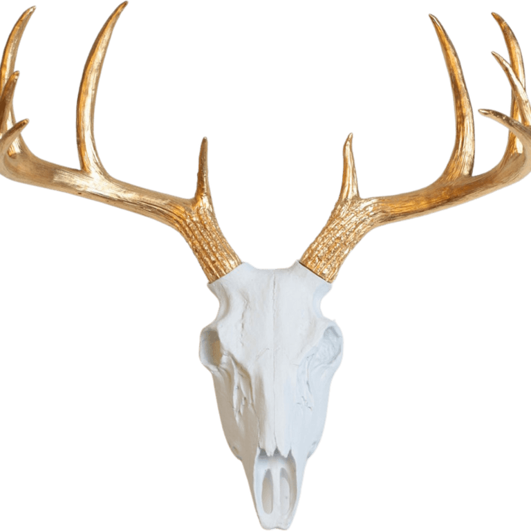 Deer Skull PNG