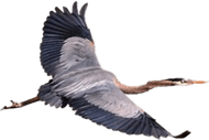 Herons PNG