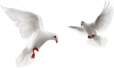 Funeral Dove PNG