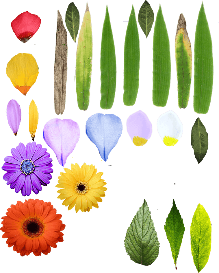 3d Flower PNG