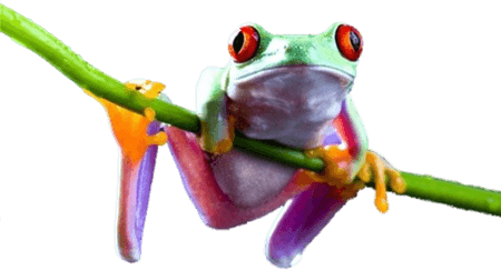 Frog PNG