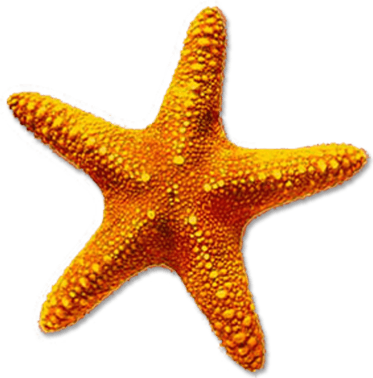 Starfish PNG