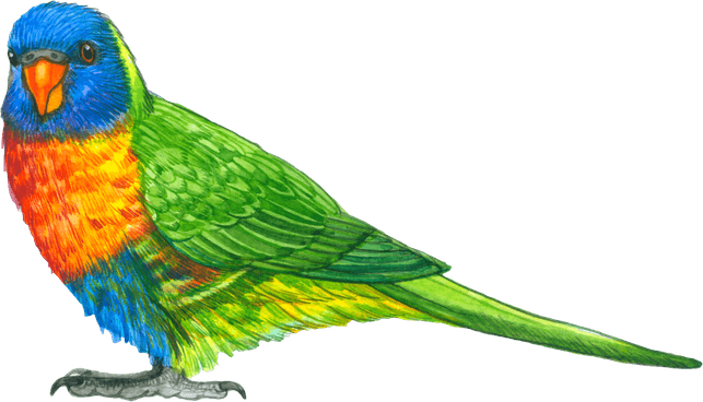 Forest Bird PNG