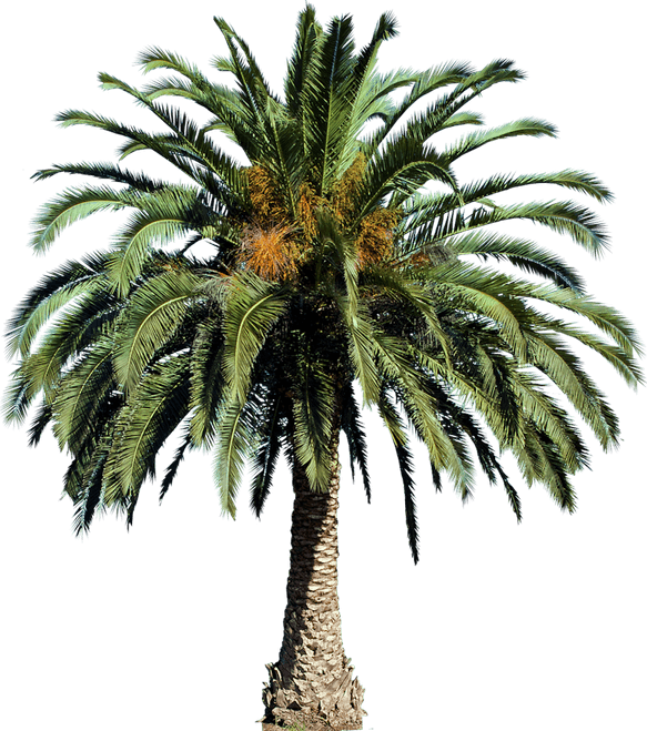 Dates Tree PNG