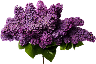 Lilacs PNG