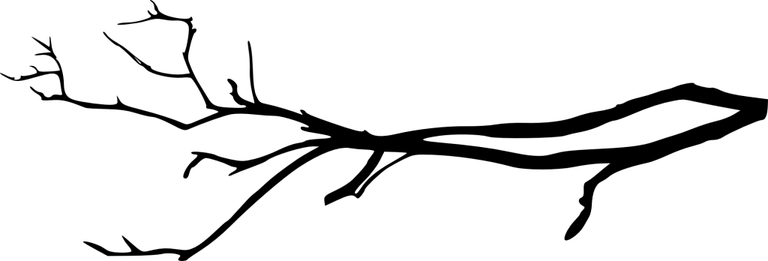 Tree Branch PNG