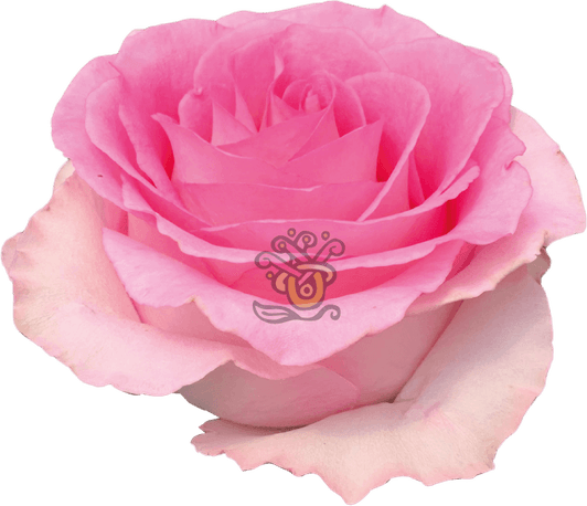 Baby Pink Rose PNG