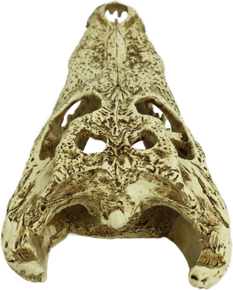 Crocodile Skull PNG