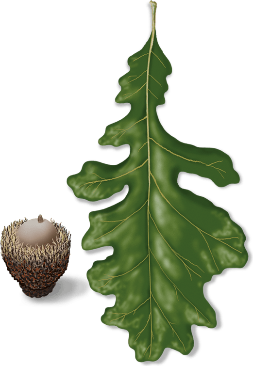 Acorn Oak PNG