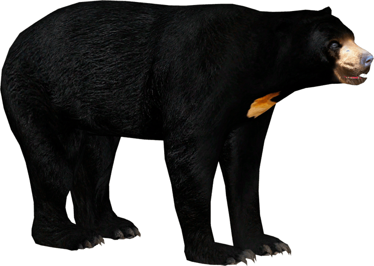 Malayan Sun Bears PNG