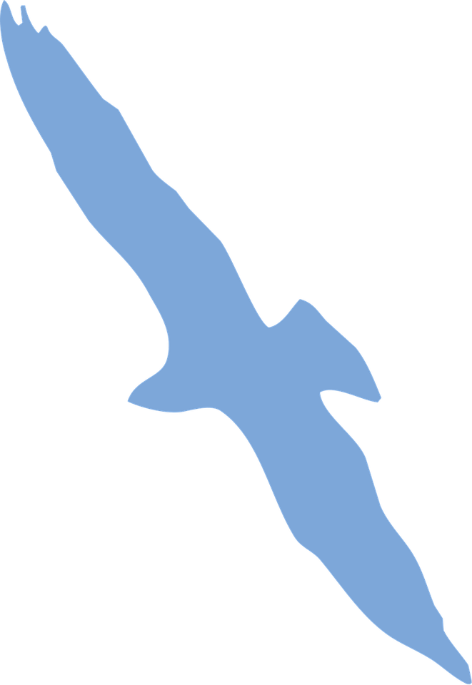 Bird Top View PNG