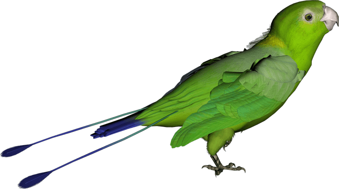 Parrot PNG