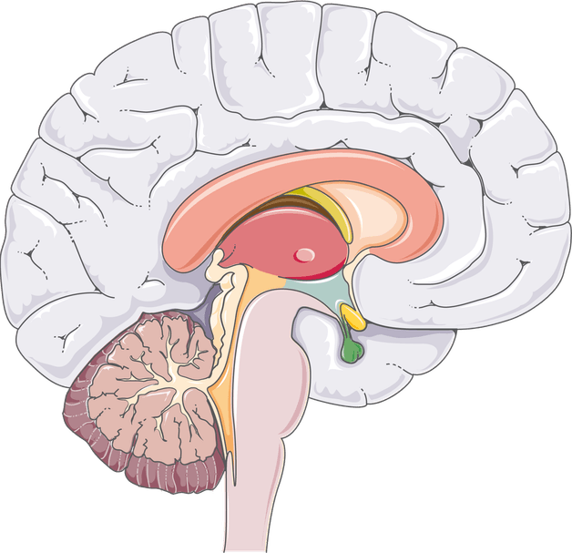 Anatomy Brain PNG