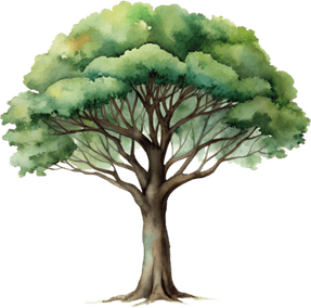 Tree Drawing PNG