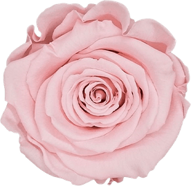 Light Pink Flower PNG