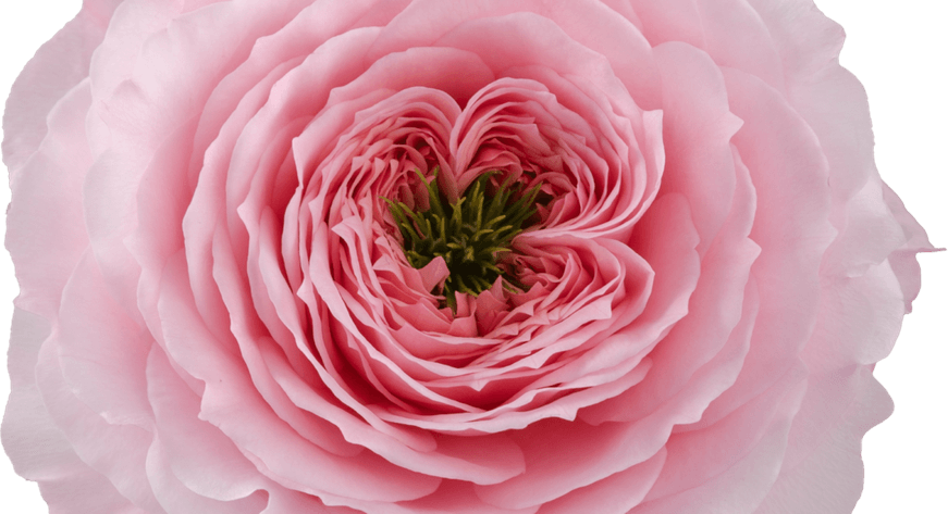 Persian Rose PNG
