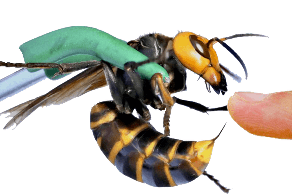 Murder Hornet PNG