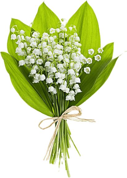 Lily Of The Valley PNG