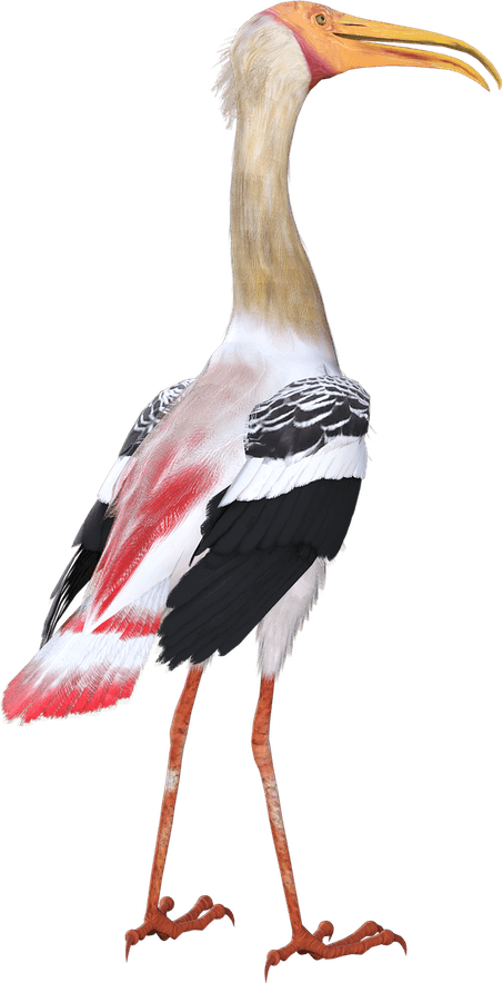 Ocean Birds PNG