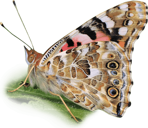 Painted Lady Butterfly PNG