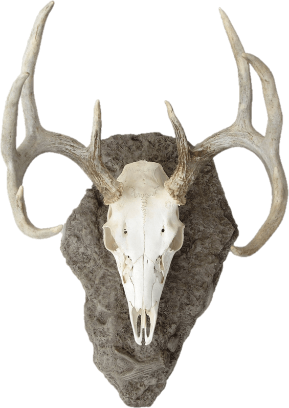 Deer Skull PNG
