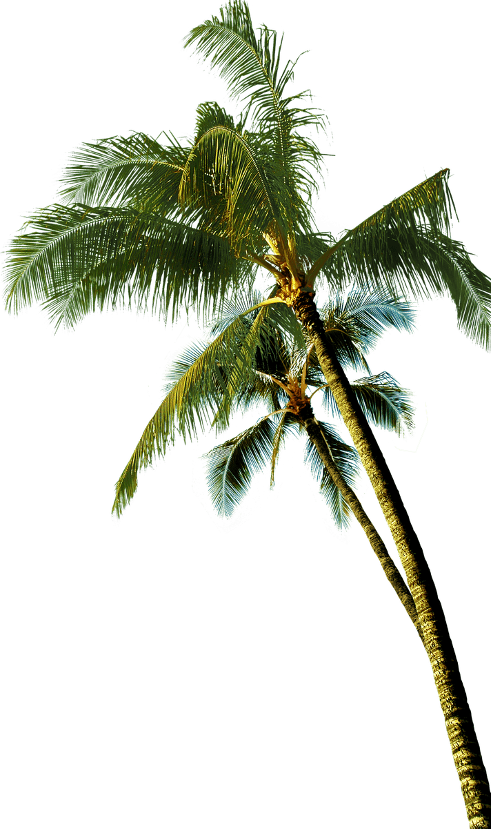 Coconut Trees PNG