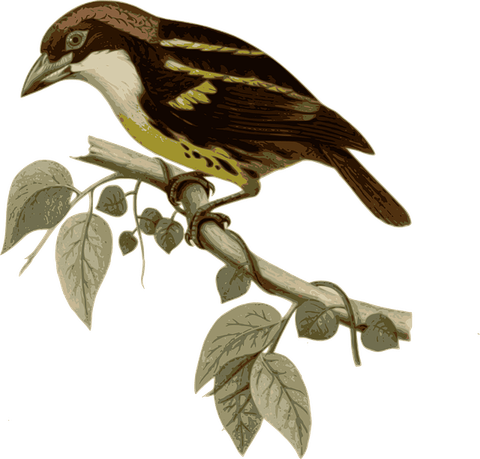 Ugly Bird PNG
