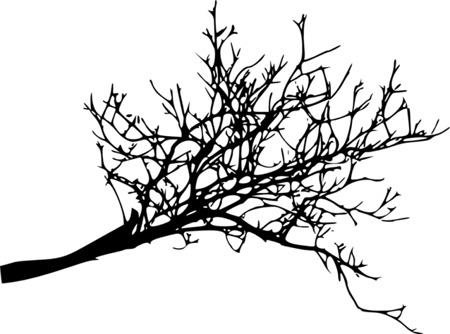 Branches PNG