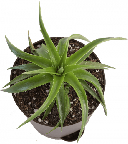 Aloe Vera PNG