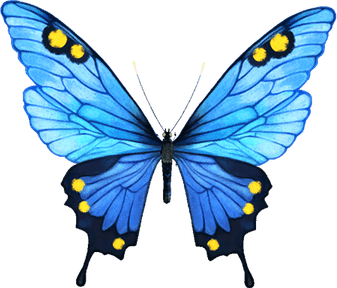 Blue Butterflies PNG