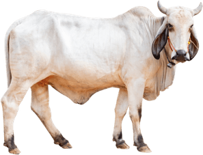 Indian White Cow PNG
