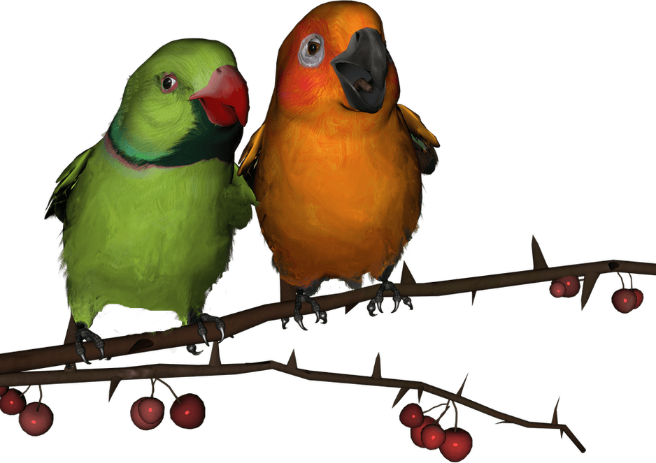 Love Birds PNG