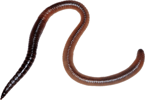 Worm PNG