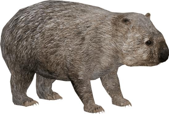 Wombat PNG