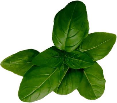 Basil PNG