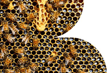 Beehive PNG