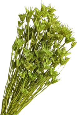 Nigella Flower PNG