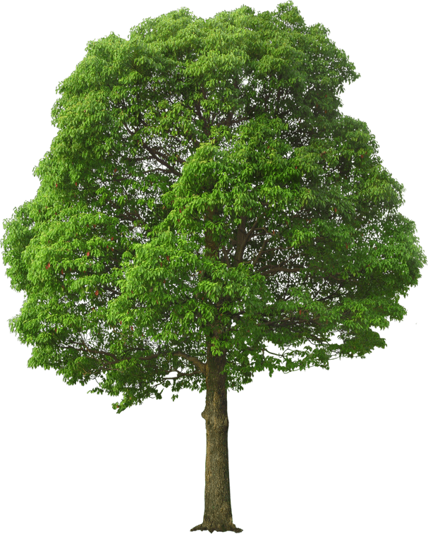 Green Tree PNG