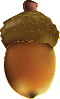 Acorn Oak PNG
