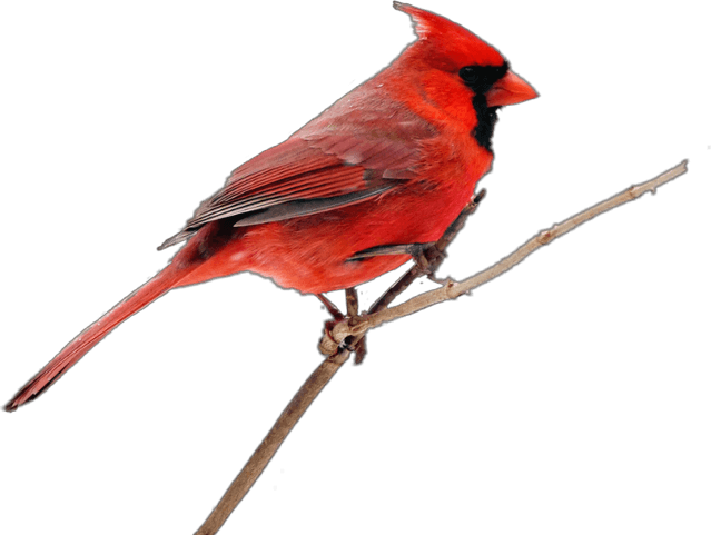 Pied Northern Cardinal PNG