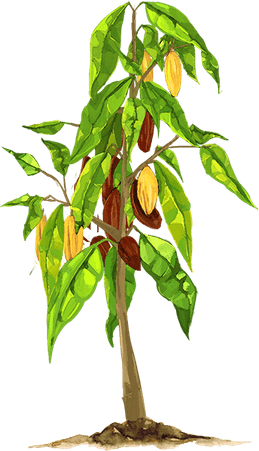 Chocolate Tree PNG