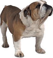 Bulldog PNG