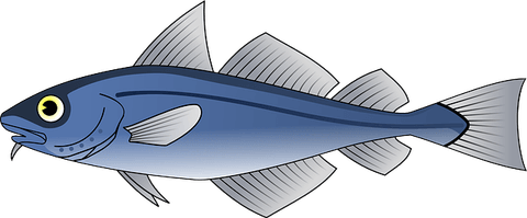School Fish PNG